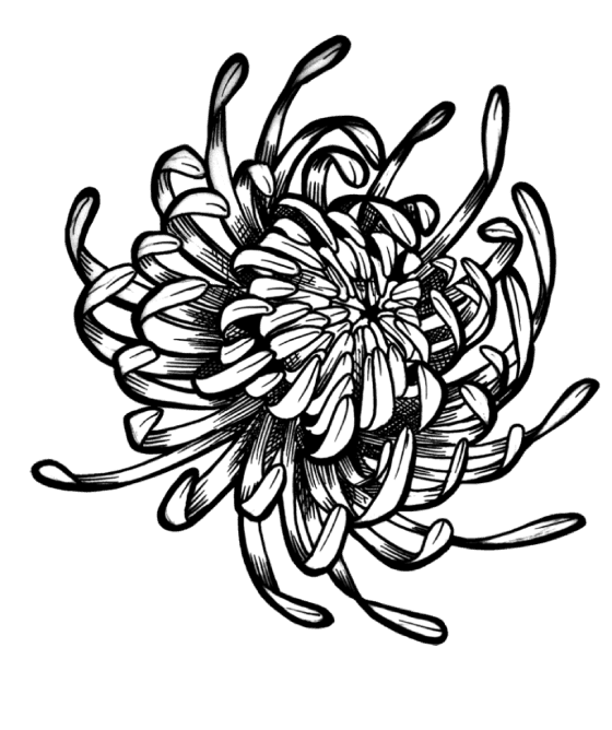 Chrysanthemum